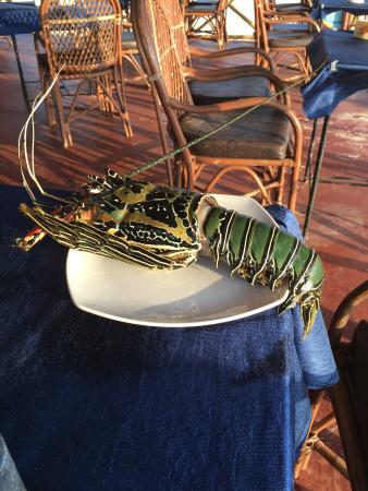 no deposit bonus yebo casino